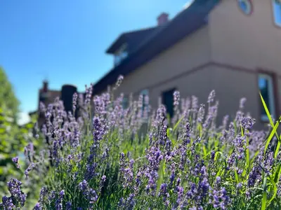 a field of purple flowers in front of a house at Creekside House K in Mozirje