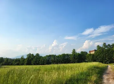 a field of tall grass with a dirt road at Under The Castle in Dob