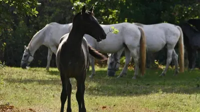 a horse standing in front of a group of white horses at Under The Castle in Dob