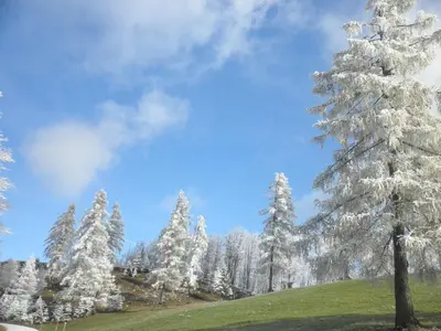 a group of snow covered trees on a hill at Apartments Čumar in Cerkno