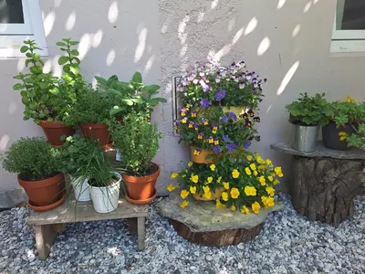 a bunch of potted plants sitting on tables next to a wall at Hiša odprtih vrat in Tolmin