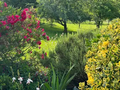 a garden filled with colorful flowers and trees at Studio Apartma Olive, Nova Gorica, Slovenia in Nova Gorica