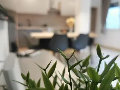 a green plant in an office with a desk at Apartma Bella Nadiža in Kobarid