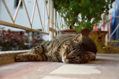 a cat laying on the ground on a sidewalk at Apartment Sotočje in Dolenja Trebuša