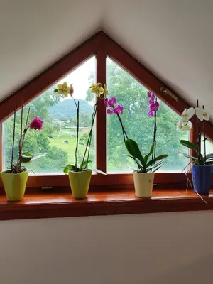 three potted plants sitting on a window sill at Apartma Julia in Spodnje Gorje