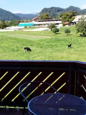 two cows are grazing in a field with a table and a table at Apartma Julia in Spodnje Gorje