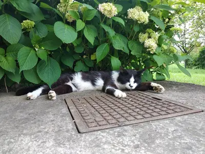 a black and white cat laying on a metal grate at Na vrtu K25 in Gradac