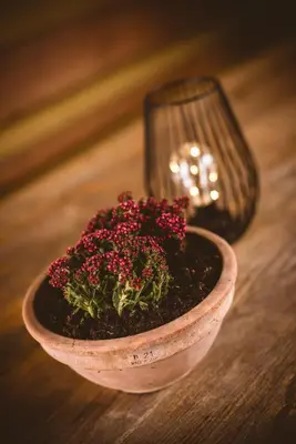 a plant in a wooden bowl on a table at Počitniška hiša Car in Dobrovnik