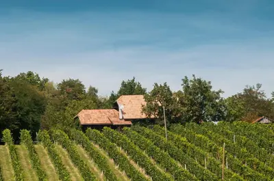 a vineyard with a house in the middle of a field at Holiday Home Juričko with private Sauna in Bizeljsko