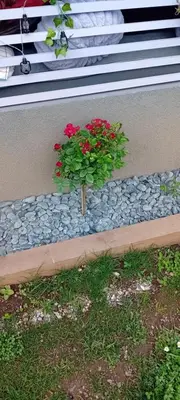 a plant with red flowers sitting on top of rocks at ART ROOM in Rose resort in Ljubljana