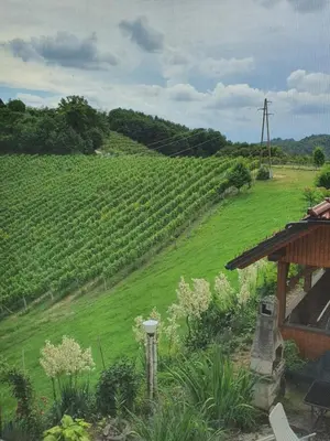 a view of a vineyard with a green field at Turistično - Izletniška kmetija Žerjav in Brežice