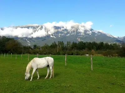 a white horse grazing in a field with a mountain at Apartma Kenda in Bled