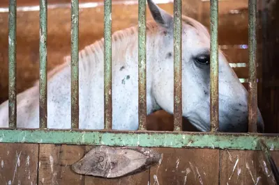 a horse in a cage looking through a fence at Horse Farm Holiday Pr' Kolenc in Zgornje Gorje