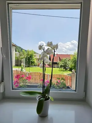 a vase with a white flower in a window at Charming Bella Hideout - Adults Only in Jesenice