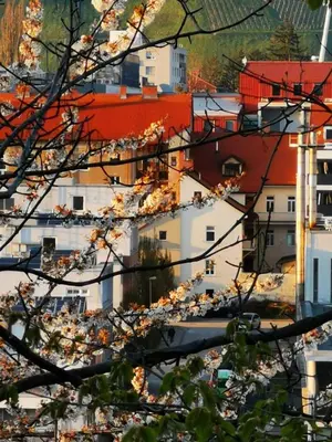 a view of a city with white buildings and trees at Apartment MaRI&BoR-No Stairs, Easy Access, Garage optional in Maribor