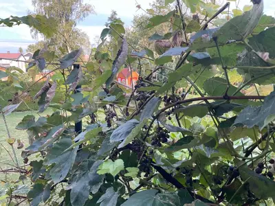 a bunch of green leaves on a tree at Apartma Šohen in Kočevje