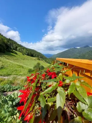 a bunch of red flowers growing on a fence at POČITNIŠKA HIŠKA LASTOVKA in Podvolovljek