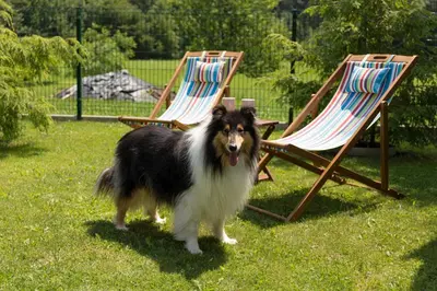 a dog standing in front of two chairs at Apartments Olip in Bled