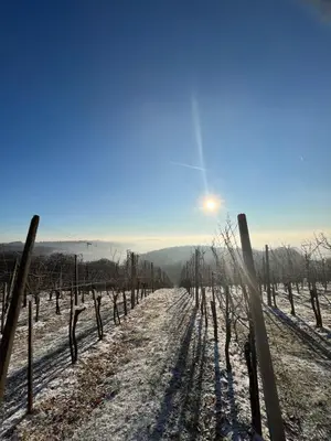 a vineyard in the snow with a fence at Villa VINEYARD in Velika Nedelja