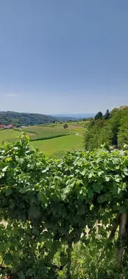a field of green crops with a blue sky at Hisa jager in Gradišče v Slovenskih Goricah