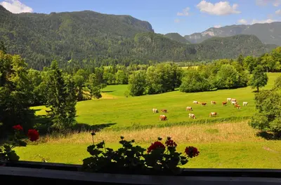 a herd of cows grazing in a green field at Nature Hotel Lukanc in Bled