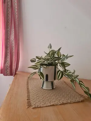 a plant in a vase sitting on a table at Apartment Moravske Toplice in Moravske Toplice