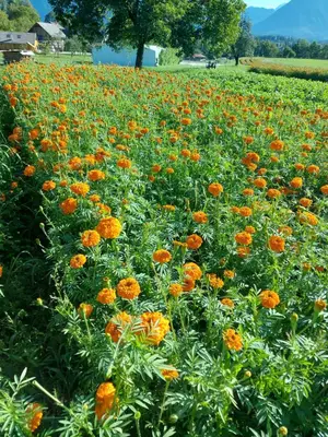 a field full of orange flowers in a field at Apartma Markelj in Radovljica