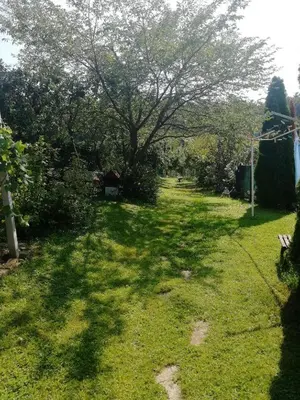 a yard with a large tree in the grass at TURIZEM GRABRIJAN, Jasmina Grabrijan s.p. in Adlešiči