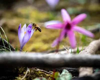 a bee on a pink flower in the grass at Studio Apartment Pr' Mirotu in Osilnica