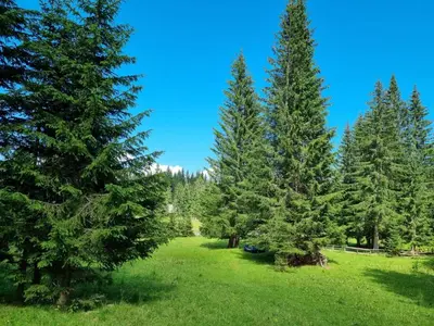 a group of trees in a field with green grass at BRINA Pokljuka in Zgornje Gorje