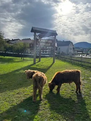 two cows standing in the grass in a field at Hiska Na Samem v Slovenj Gradcu in Slovenj Gradec