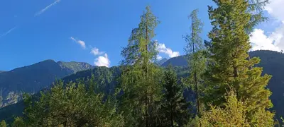 two tall trees with mountains in the background at House Apartma Čebela with jacuzzi in Gozd Martuljek
