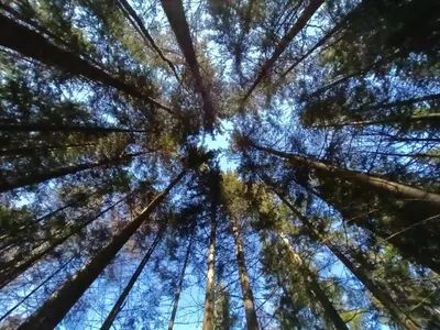 a view from the ground of a forest of tall trees at House Apartma Čebela with jacuzzi in Gozd Martuljek