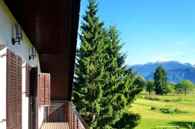 a large pine tree next to a building with a porch at Apartment Galerija in Radovljica