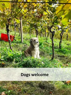 a dog sitting in the grass next to trees at Tiny House - Glamping Paradise Skatlar 45722 in Otočec