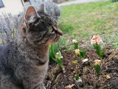 a cat sitting in a garden with flowers at Domačija Malnarjevi in Villa Slavina