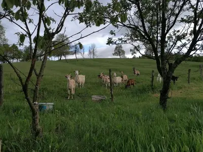 a herd of sheep standing in a field at Domačija Malnarjevi in Villa Slavina