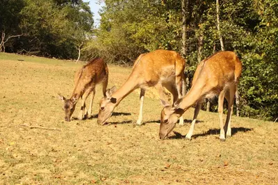 three deer are eating grass in a field at Koča na samem in Moravske Toplice