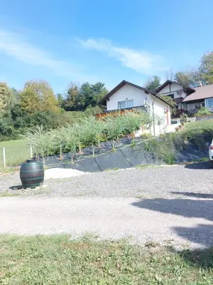 a row of plants in a yard next to a house at Prenočišče ČERNOŠA Apartma Studio in Gradišče v Slovenskih Goricah