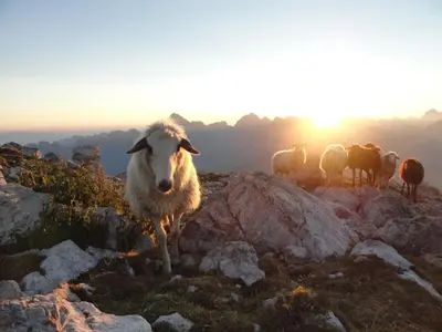 a herd of sheep standing on top of a mountain at Apartment Makuc in Bovec