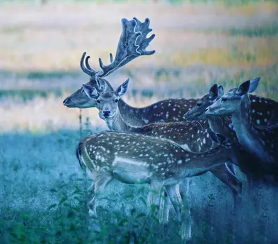 a group of deer standing in a field at Csárdás Salaš in Dobrovnik