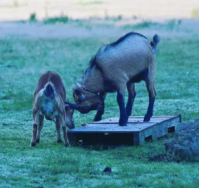 a baby wild boar playing with its mother at Csárdás Salaš in Dobrovnik