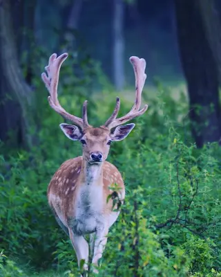 a deer with large antlers walking through a forest at Csárdás Salaš in Dobrovnik