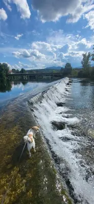 a dog walking on the shore of a river at Apartma Ob Krki in Straža