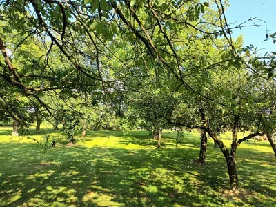 a park with trees and a field of grass at Sweet Country House in Markovci