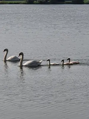 a group of ducks swimming in the water at Apartma Ob jezeru in Gradišče v Slovenskih Goricah