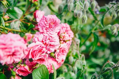 a group of pink flowers with green leaves at Apartments Poklukar in Bled