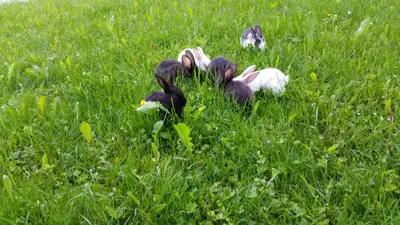 a group of ducks laying in the grass at Guest house Pr Ambružarju & Apartments in Cerklje na Gorenjskem