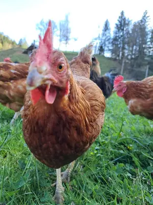 a group of chickens standing in the grass at Guest House Kveder in Škofja Loka