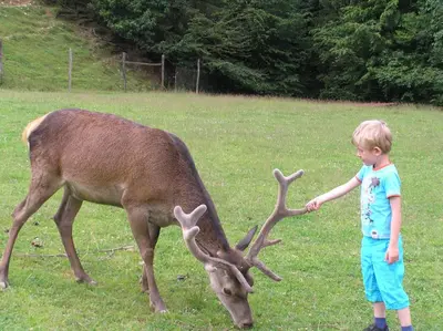 a young boy is petting a deer in a field at Guest House Kveder in Škofja Loka